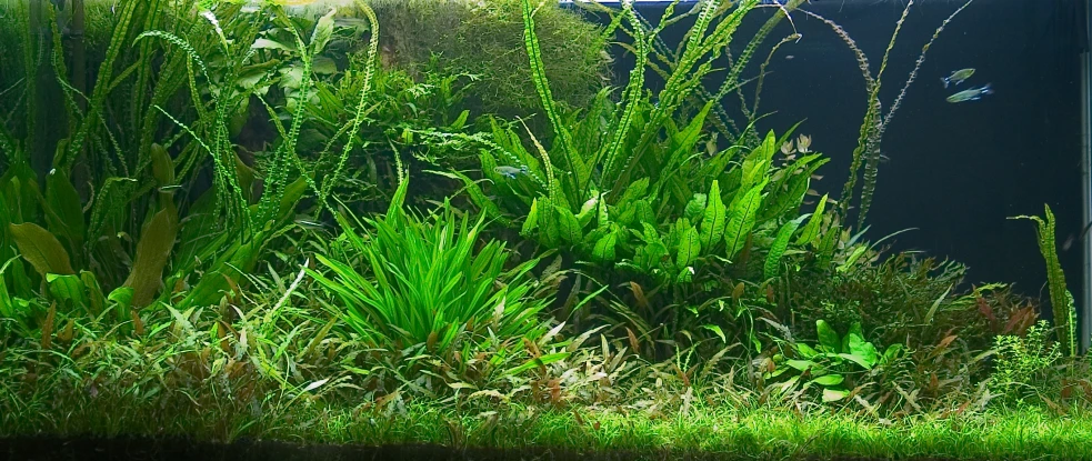 a large aquarium sitting on top of a table filled with algae