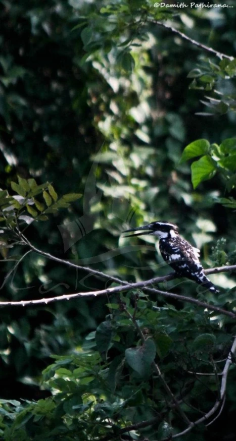 a bird sitting on a tree nch with foliage around it