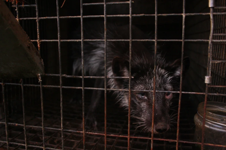 a black and gray animal in a cage