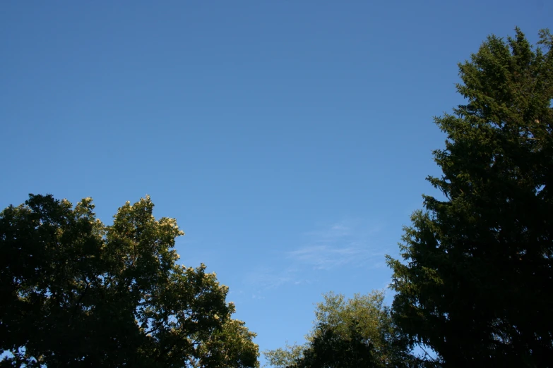 looking up at the tops of trees and a blue sky