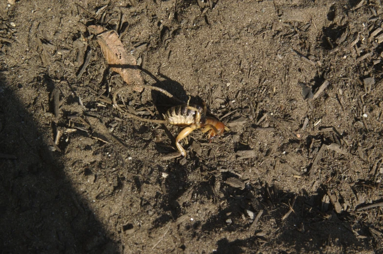 the bug was walking around in the sand