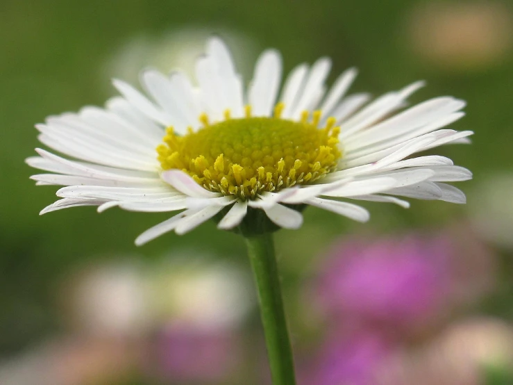 a close up view of a daisy head and petals