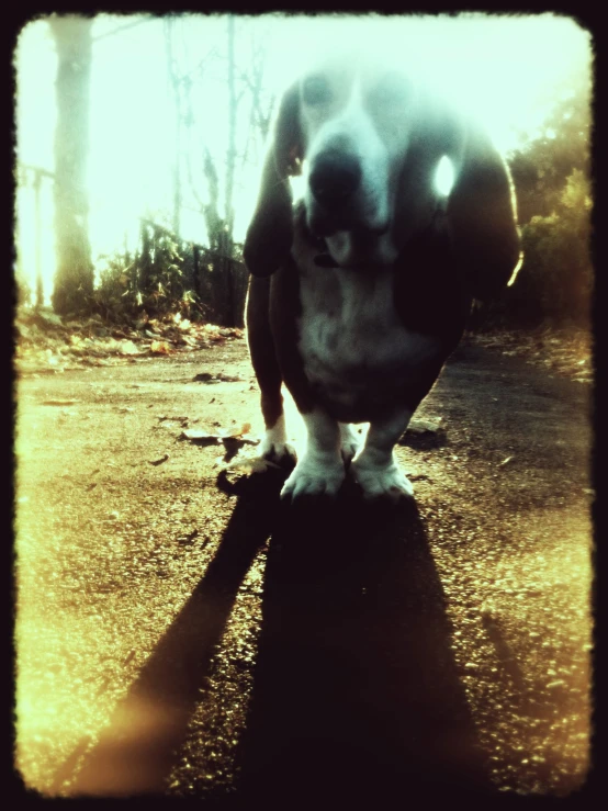 a dog standing in the middle of a street