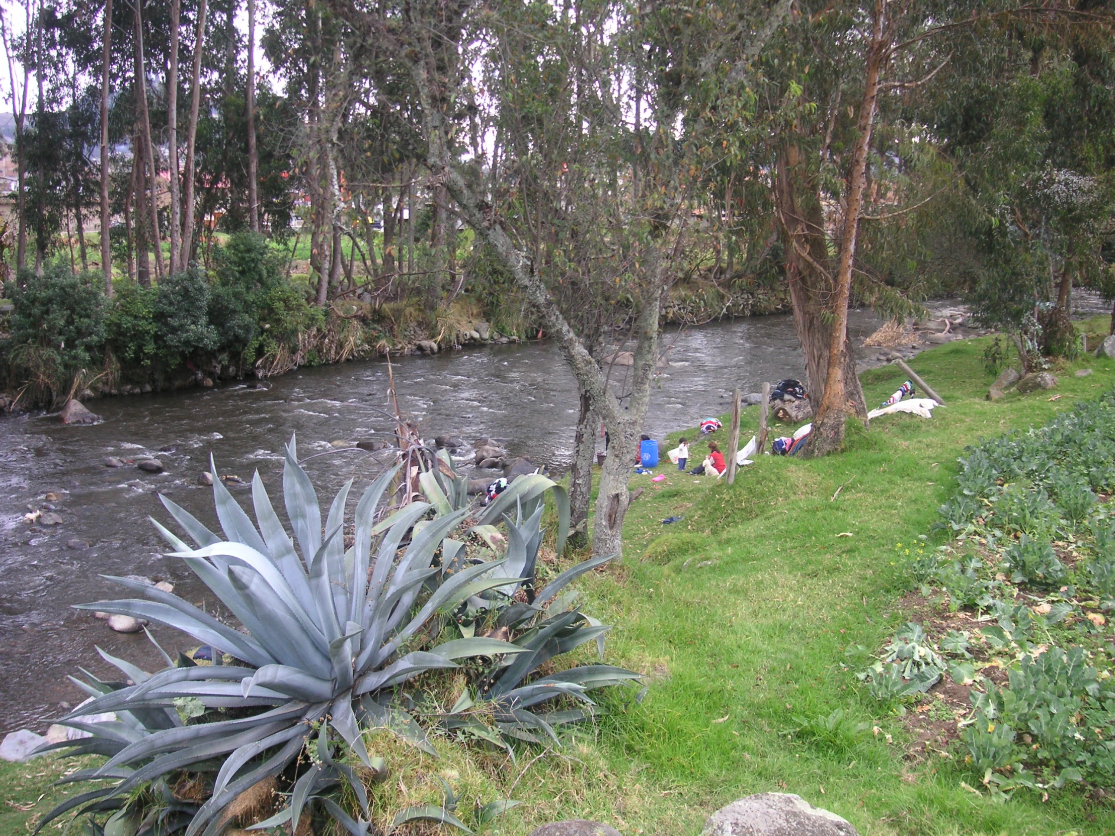 a small river is running in the middle of the grass