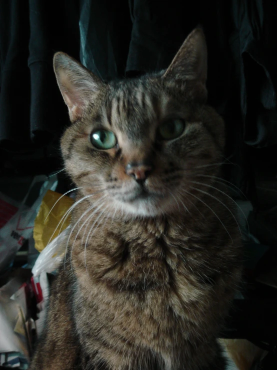 a black brown and white cat and clothes