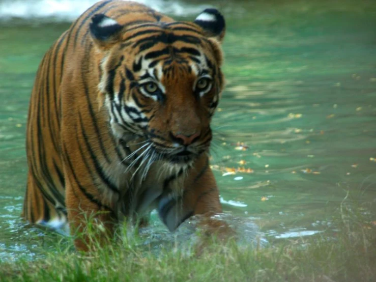 an animal walking through some water and looking around