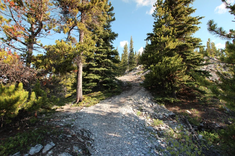 a trail leading through the trees on a clear day