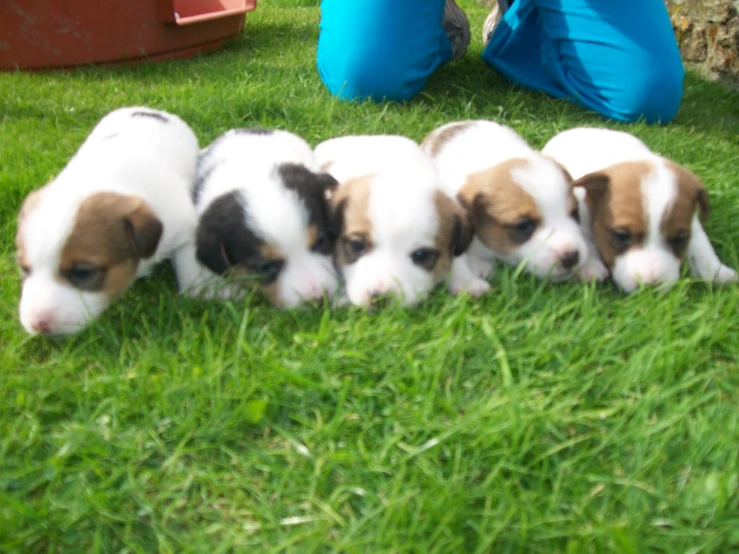 six puppies with their mother hiding in the grass