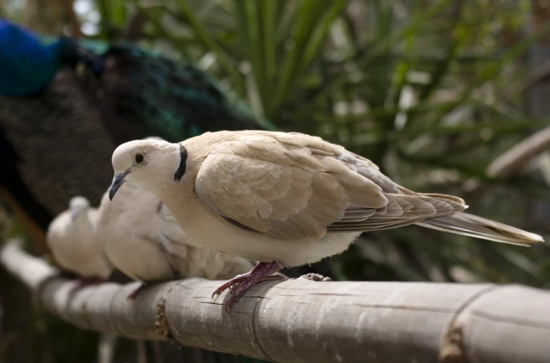 two pigeons sitting on top of some wooden fence