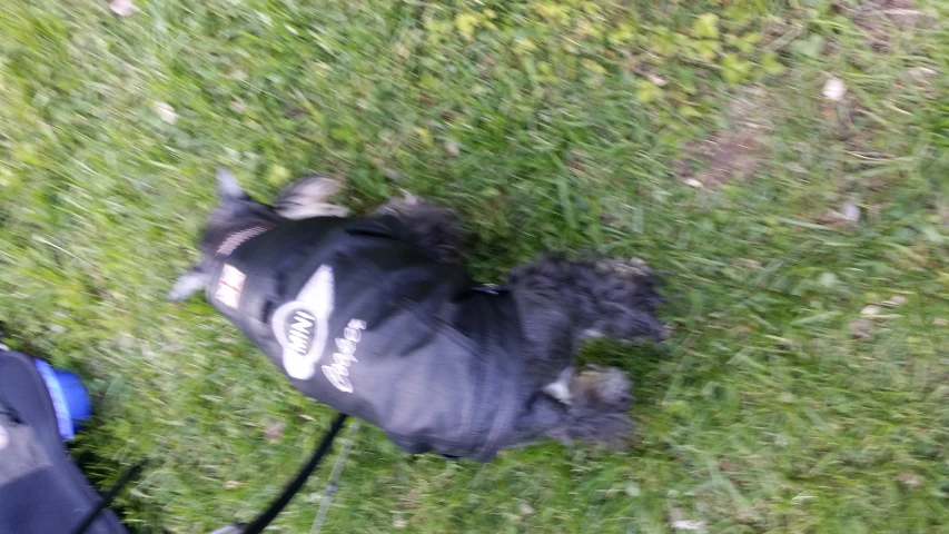 a dog on the grass wearing a waterproof jacket