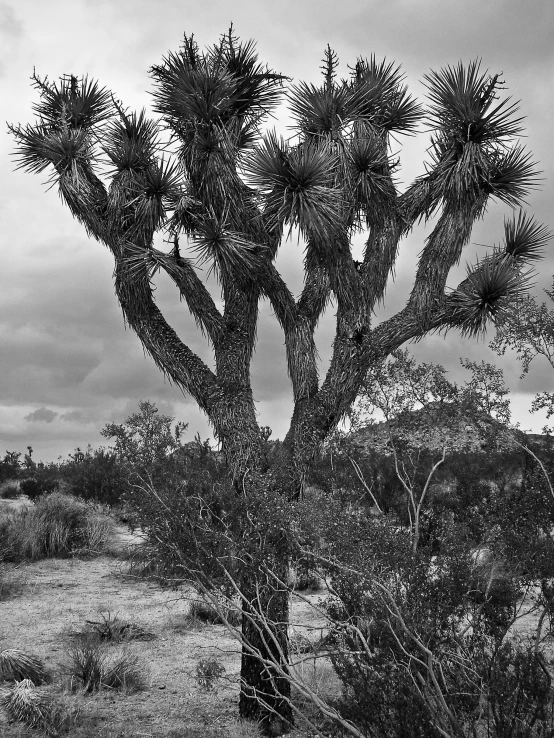 a black and white po shows a cactus tree