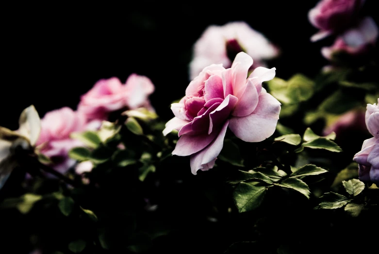 pink flowers blooming in a small garden