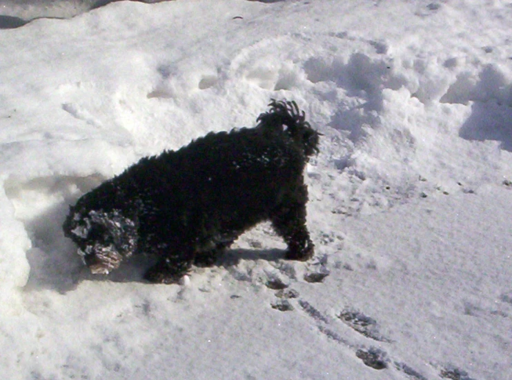 a black dog is walking in the snow