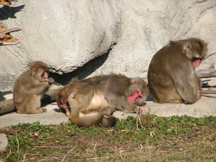 two monkeys are rubbing and licking at their surroundings