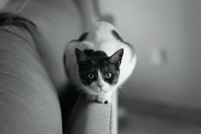 a black and white po of a cat sitting on the arm of a couch