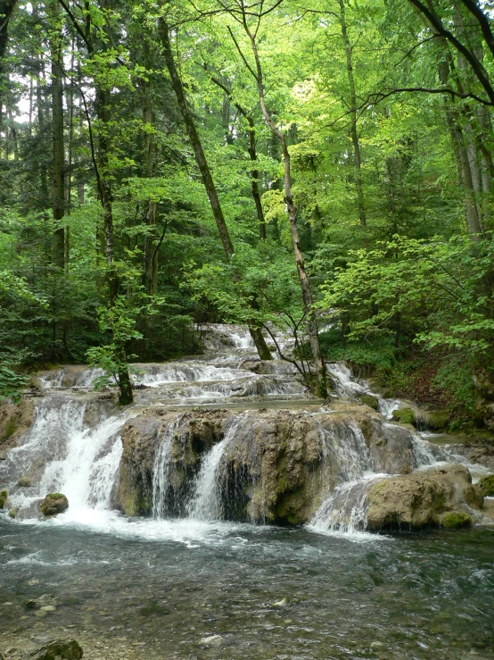 there is an empty stream flowing through the forest