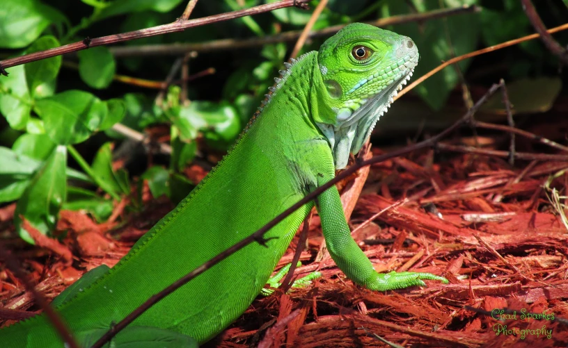 green lizard sitting on the ground in the shade