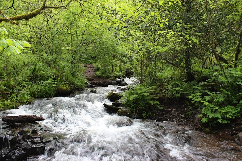 a river surrounded by dense vegetation in the wilderness