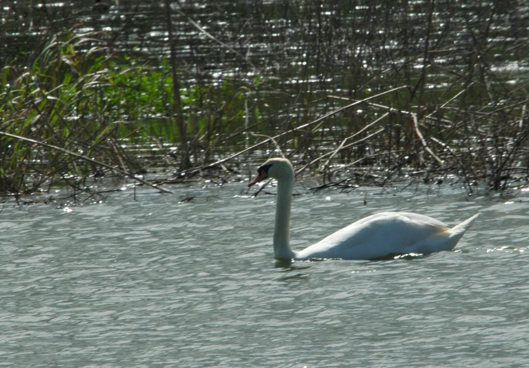 the swan is swimming in the lake water