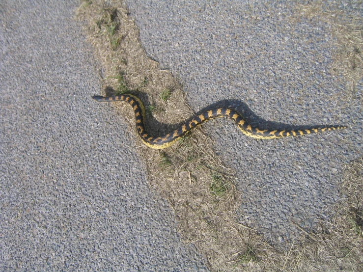 a snake on the ground is curled up