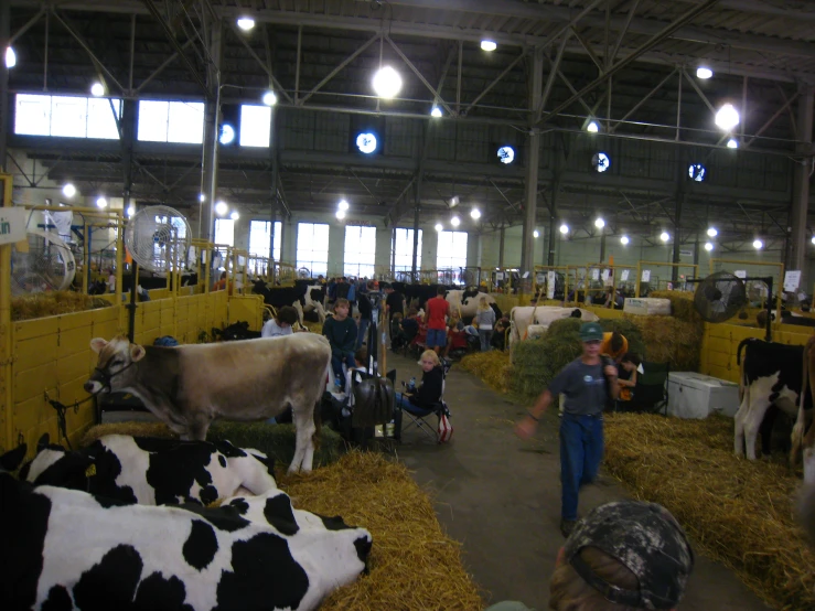 many people mill about in a barn where there are cows