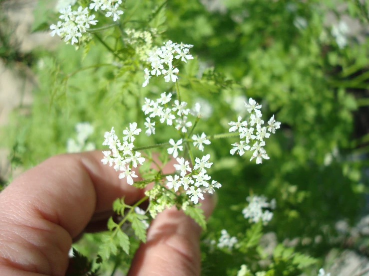 a hand holding a white flower near some trees