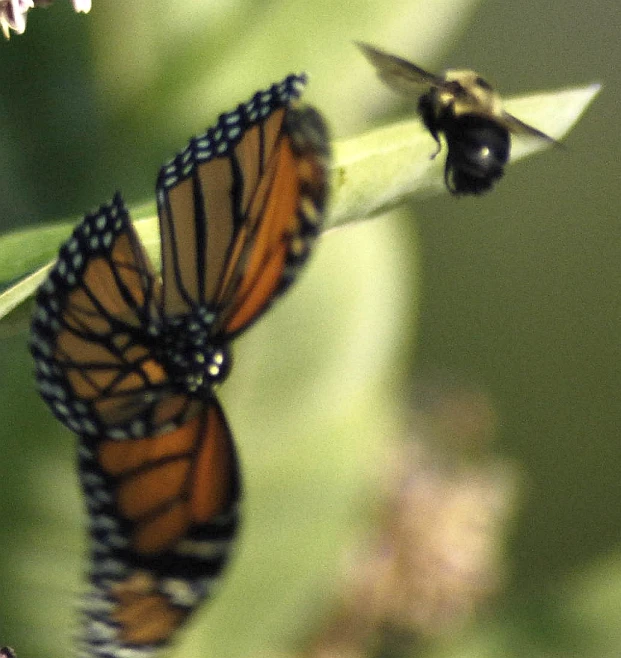 a close - up of two monarch erflies on top of a flower