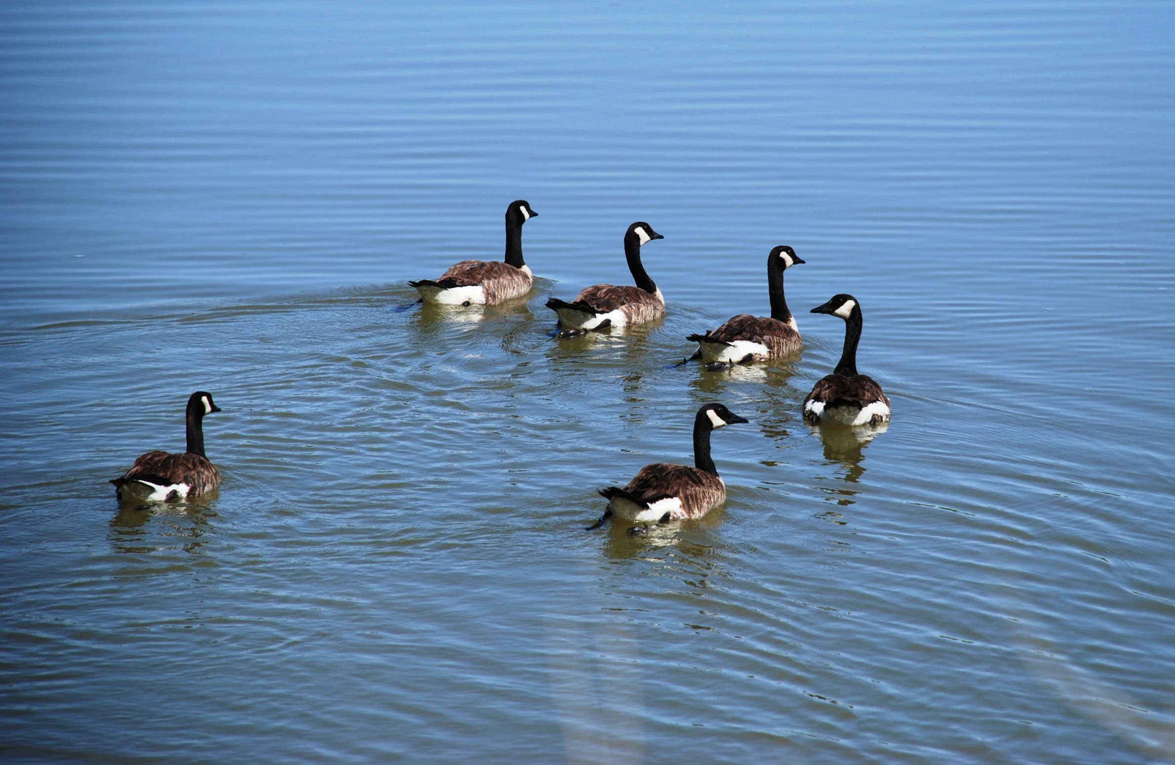 five geese swimming in a lake near the shore