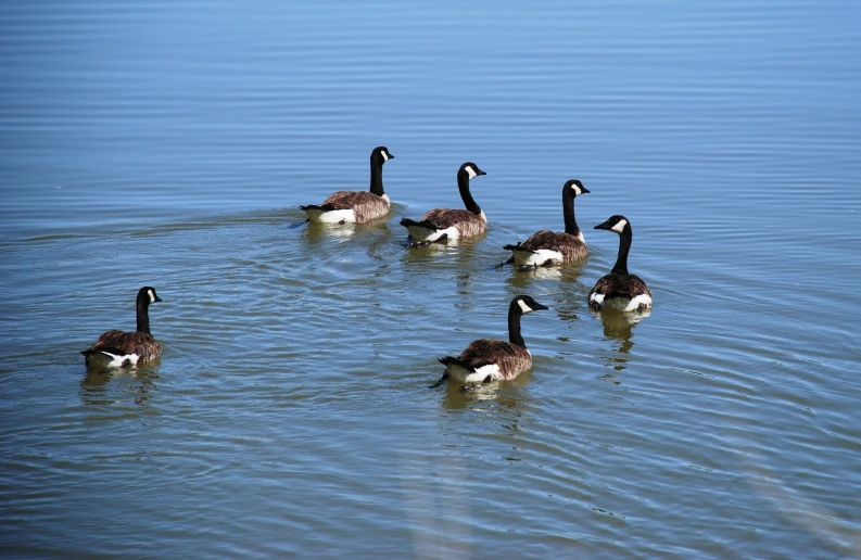 five geese swimming in a lake near the shore