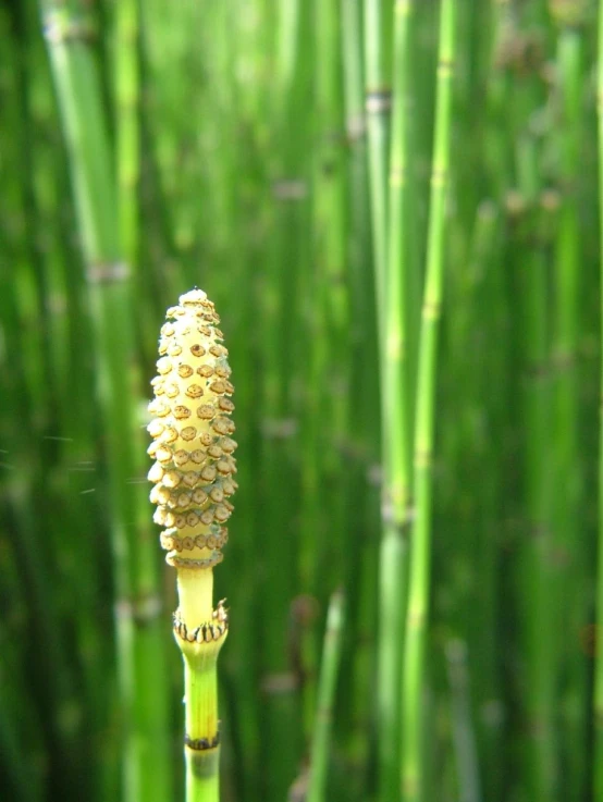 the small stem of a tall grass plant has spikes and a center piece