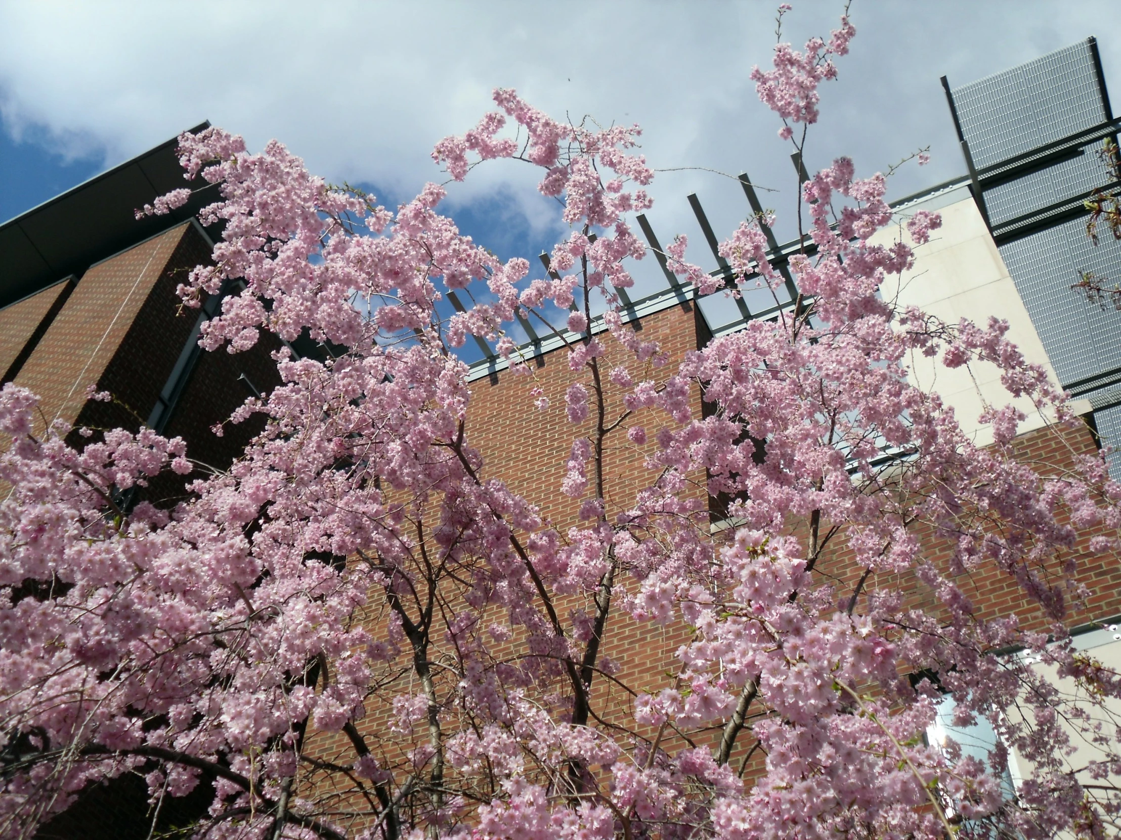 a purple tree sitting in front of a tall building