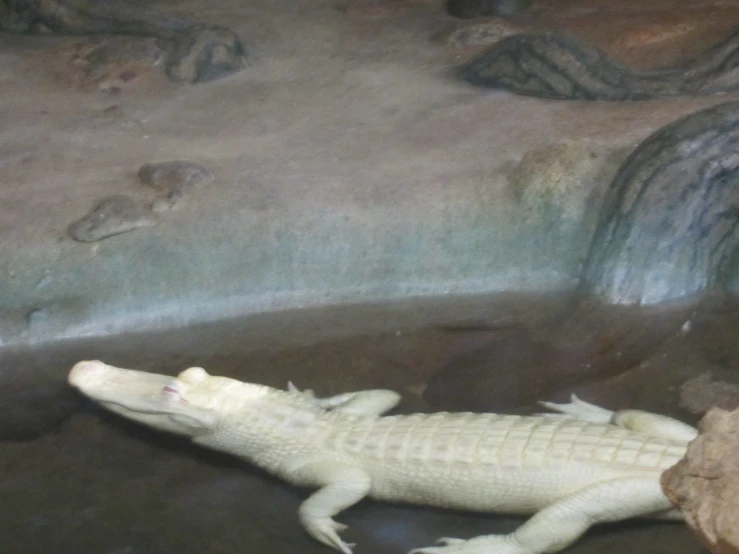 white crocodile laying in the water near a rock