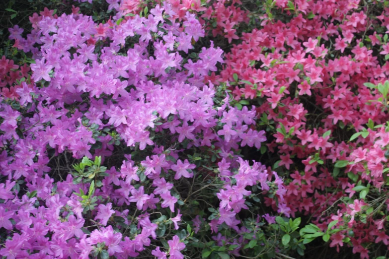 a bunch of flowers growing out of the ground