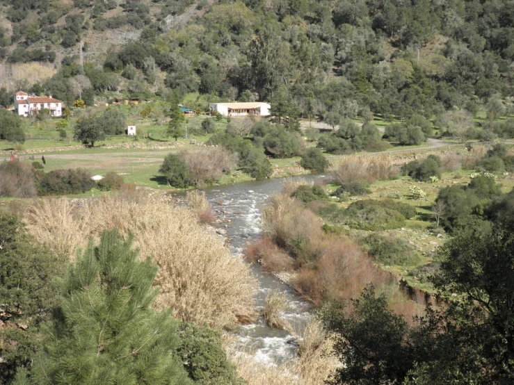 a stream flowing between a forest and a hillside