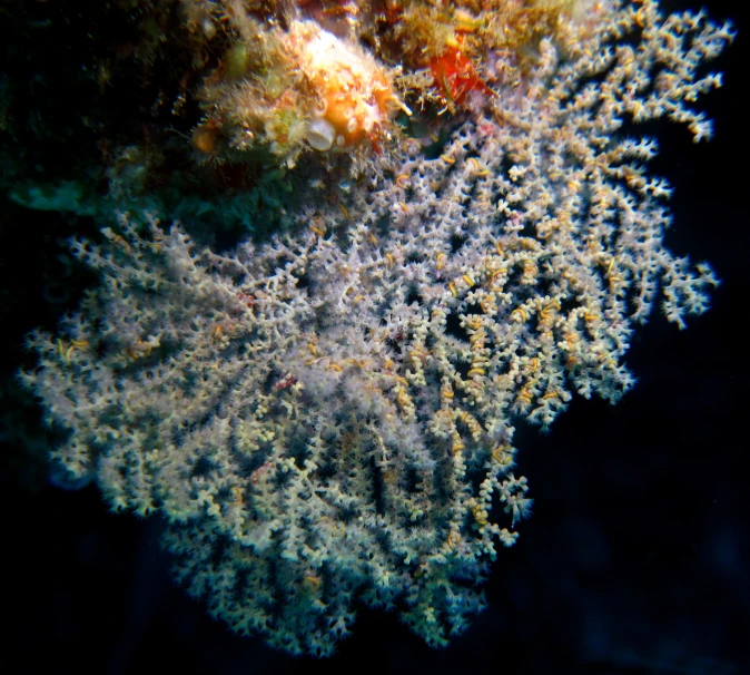 a close up s of some corals under the water