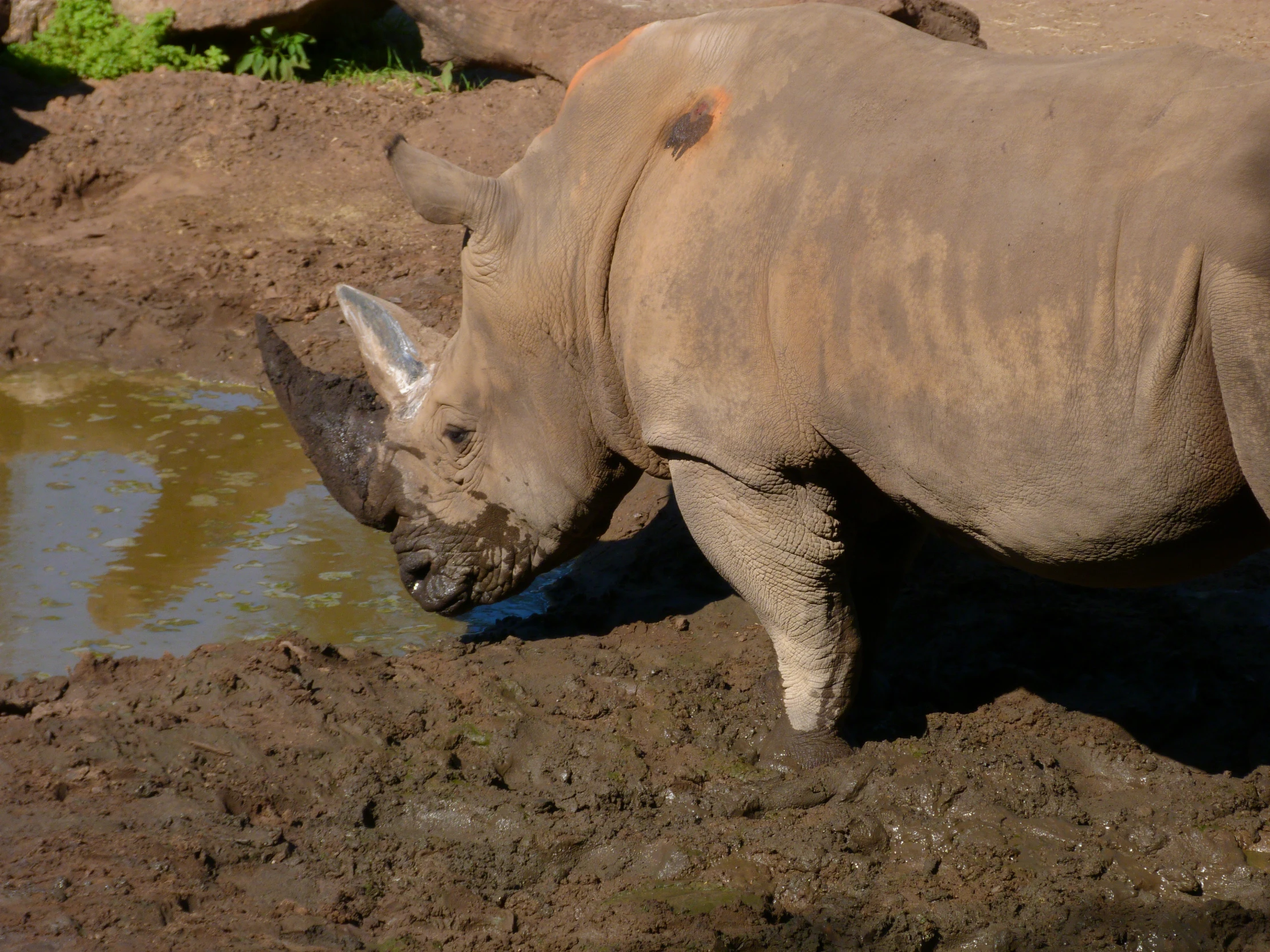 a rhino that is in the dirt near some water