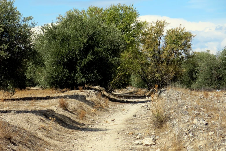 dirt trail in a treeless area with grass, trees and shrubs