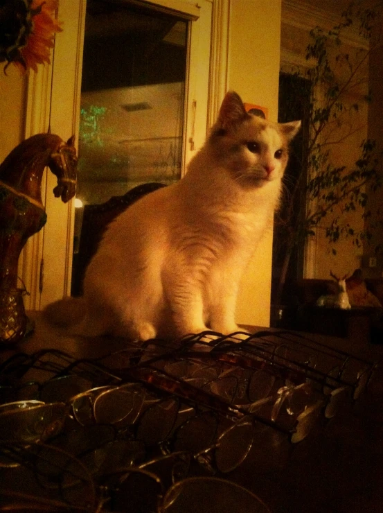 white cat sitting on top of a counter top in front of a window