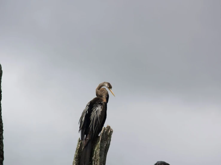 there is a bird that is perched on top of a rock