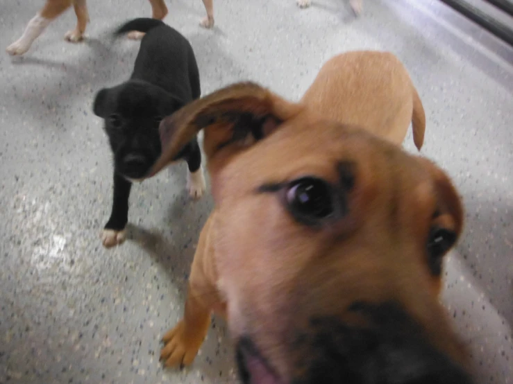 two dogs stare at the camera while standing in a line