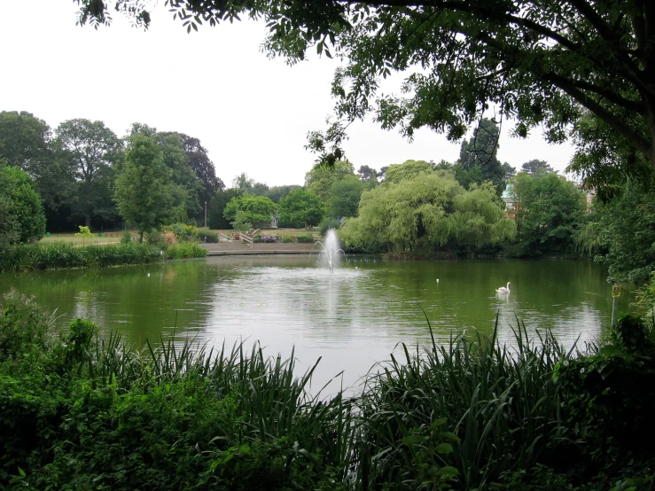 the view of a pond surrounded by trees, shrubs and bushes