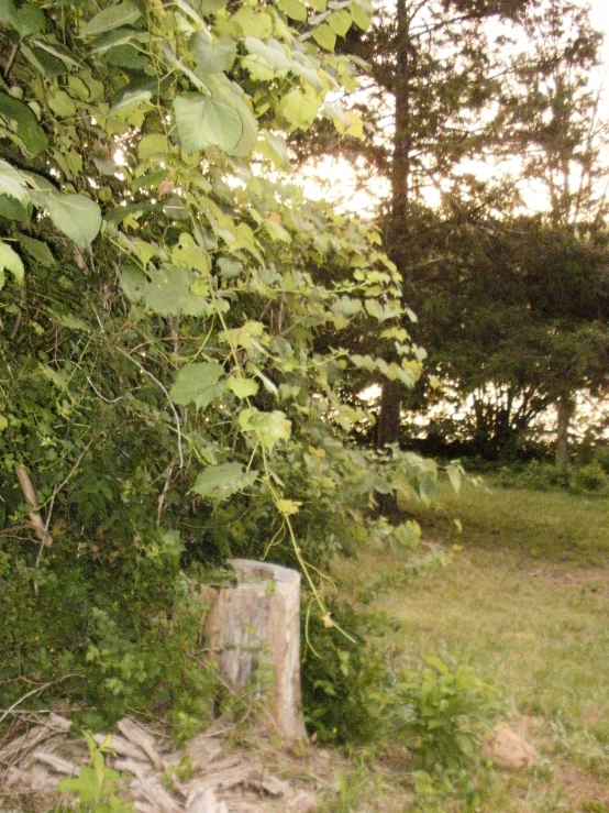 a tree that has fallen to its side and in front of some bushes