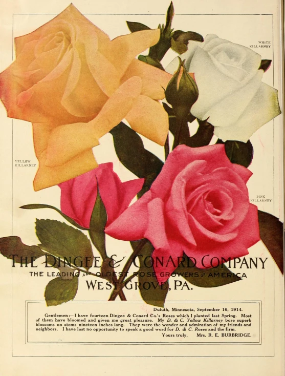 a print shows flowers in a bouquet