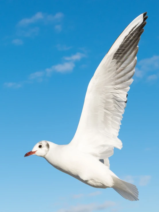 a large white bird in the sky with its wings spread