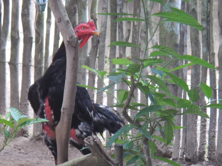 a large black rooster next to a bare tree