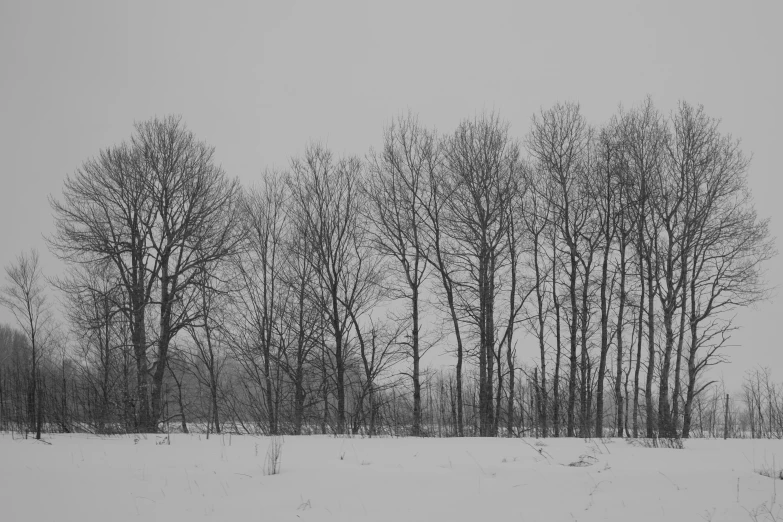black and white pograph of winter landscape with trees
