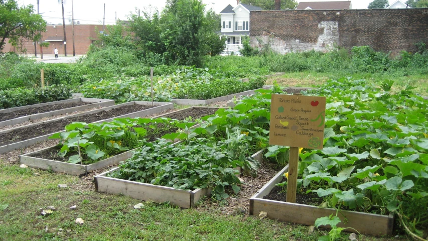 a variety of plants are growing in an urban garden