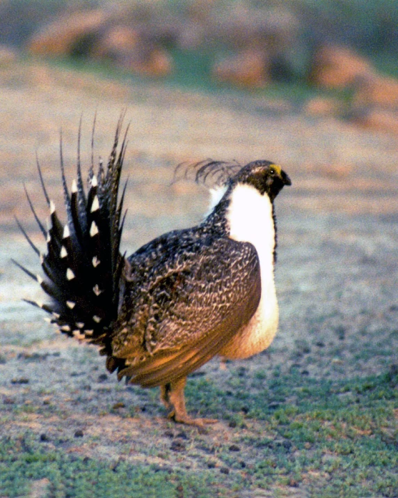 a bird with a large tail is walking on the grass