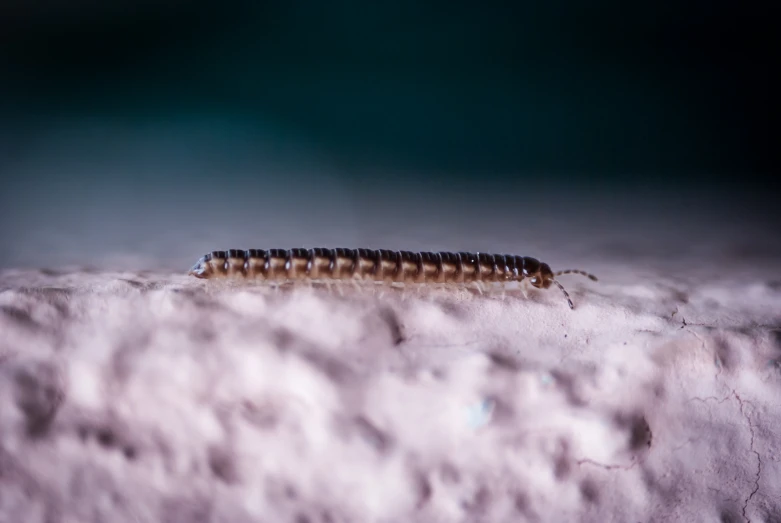 a group of bugs in the middle of white fluffy clouds