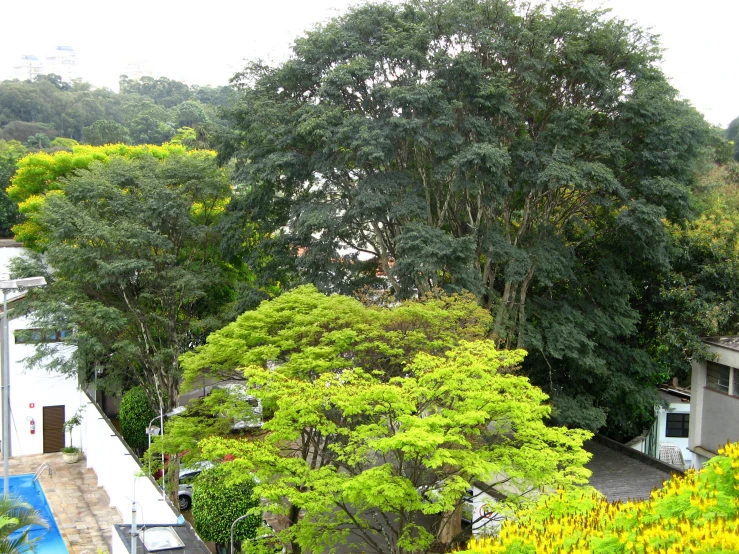 trees line the roof of the house and a pool below them